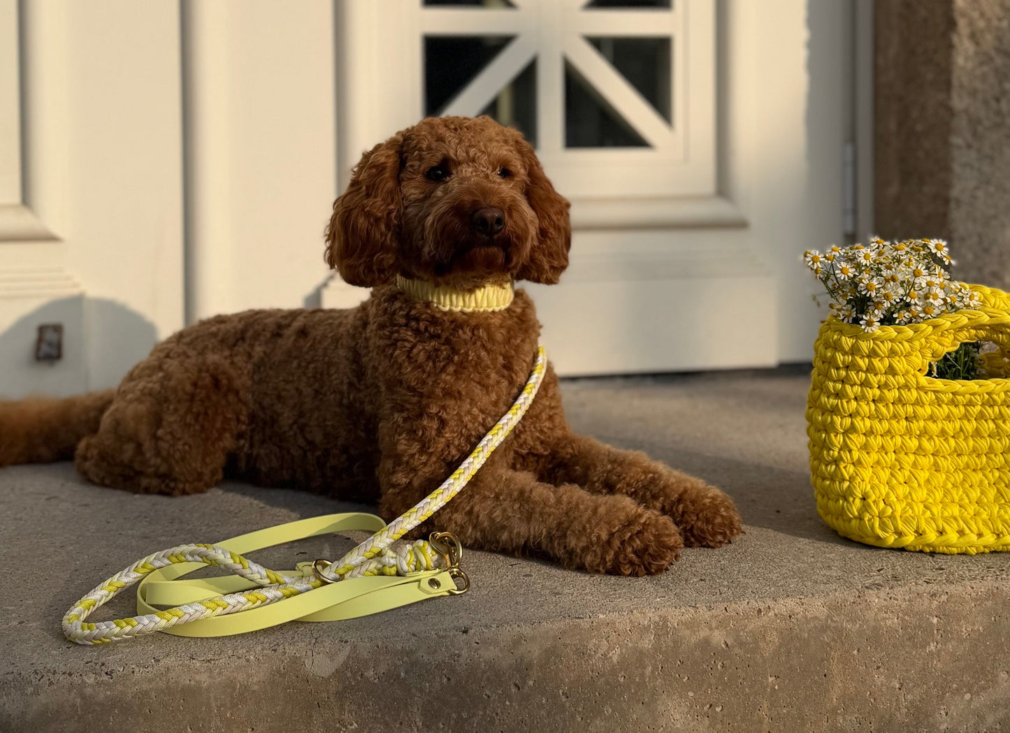 Halsband "Karli's Gänseblümchen"