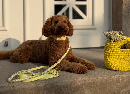 Halsband "Karli's Gänseblümchen"